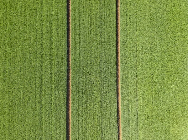 Aerial View Plowed Field — Stock Photo, Image
