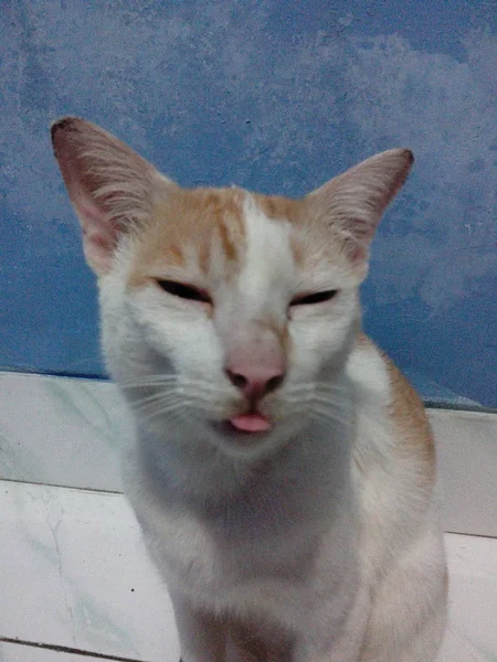 Закрыть Лицо Симпатичного Котенка — стоковое фото