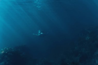Yosun arasında yüzme Freediver