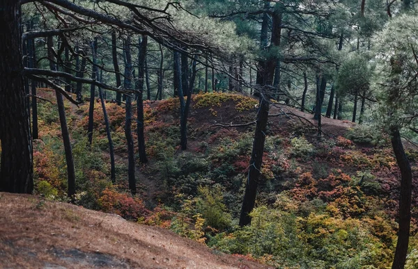 Arbustos Coloridos Floresta Pinheiros Outono — Fotografia de Stock