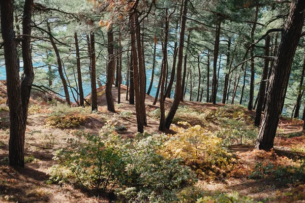 Bunte Sträucher Herbst Kiefernwald Der Küste Des Meeres — Stockfoto