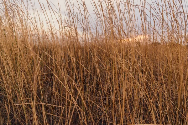 Wysoka Żółty Suchej Trawy Zachodzie Słońca — Zdjęcie stockowe