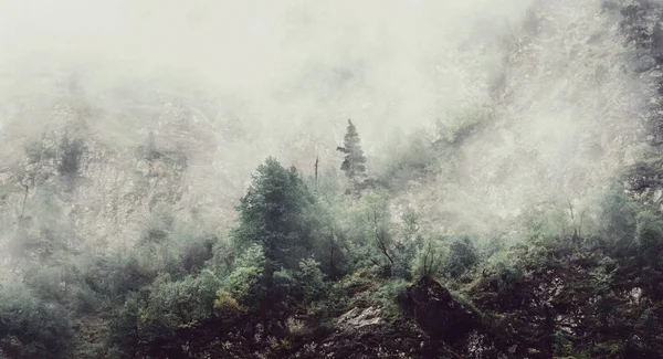 Natureza Paisagem Mística Nevoeiro Cobre Floresta — Fotografia de Stock