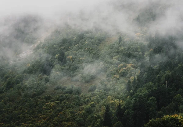 Naturaleza Paisaje Niebla Cubre Bosque Las Montañas — Foto de Stock