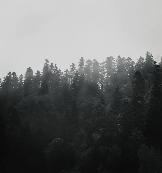 Natureza Paisagem Floresta Pinheiro Preto Branco — Fotografia de Stock