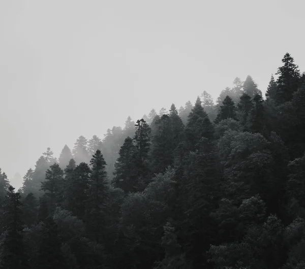 Bosque de pino — Foto de Stock