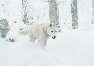 Kışın yürüyen husky köpek