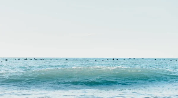 Bandada de aves volando sobre el mar — Foto de Stock