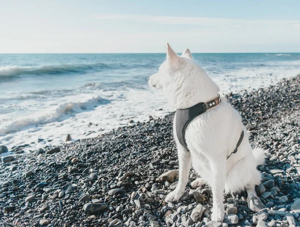 Husky perro sentado en la costa — Foto de Stock