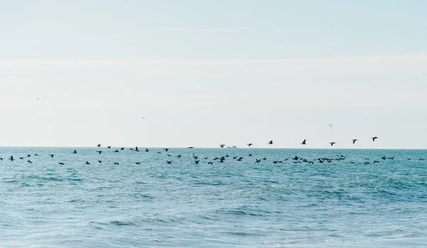 Aves volando sobre el mar — Foto de Stock