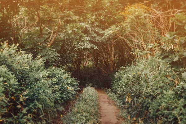 Trail in the deep summer forest — Stock Photo, Image