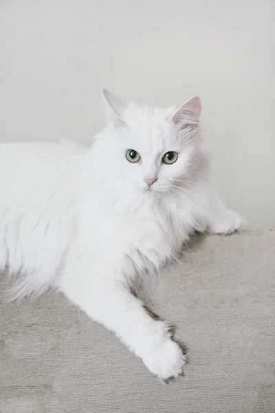 Fluffy gato acostado en sofá . — Foto de Stock