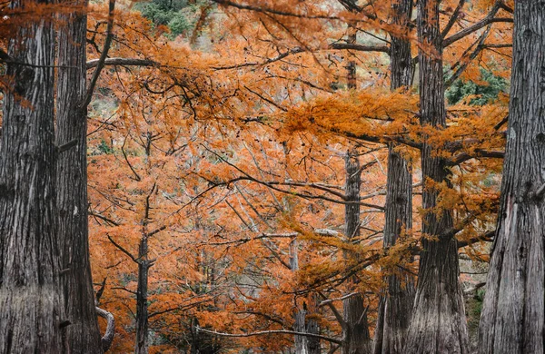 Autumn cypresses. — Stock Photo, Image