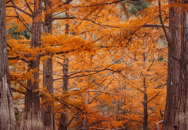 Autumn cypresses trees. — Stock Photo, Image