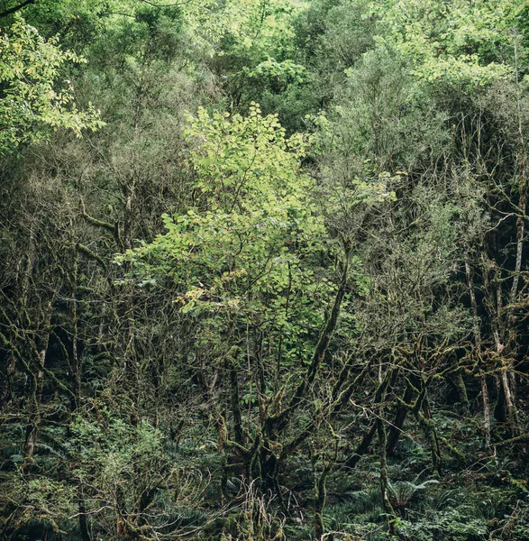 ツゲの木の森. — ストック写真