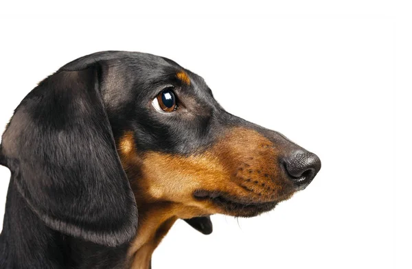 Portrait of dachshund dog. — Stock Photo, Image