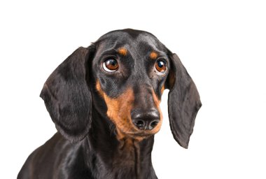 Dachshund suçlu ifade ile.