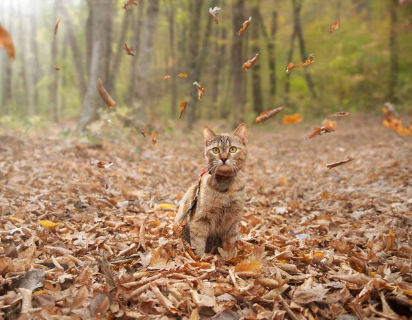 Ingefära katt sitter i höstskogen bland fallande torra löv. — Stockfoto