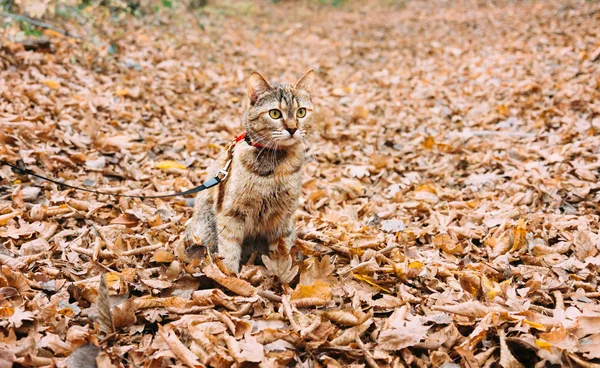 Röd katt sitter på äng av torra fallna löv på hösten. — Stockfoto