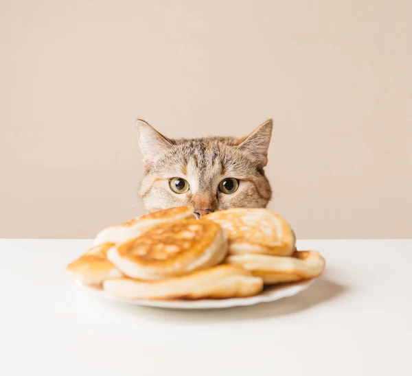 Domestic cat staring at pancakes. — Stock Photo, Image