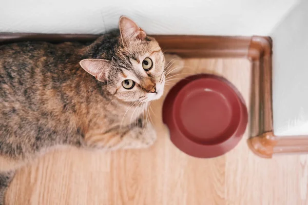 Hungry ginger cat lying near an empty bowl and looking up. — Stock Photo, Image