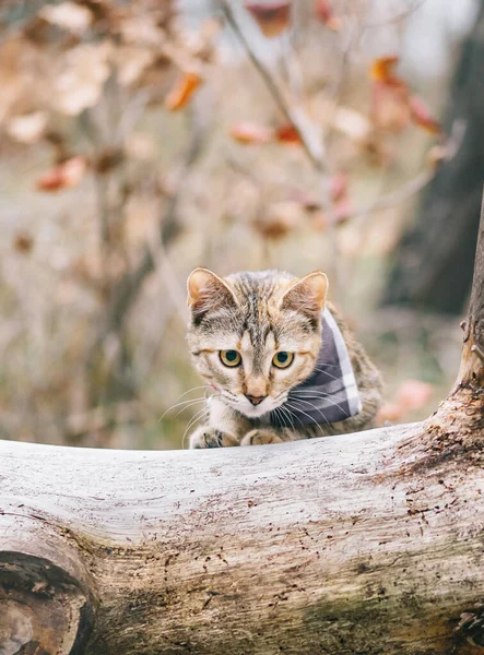 Bandanada gezgin kedi Sonbahar ormanında yürüyor. — Stok fotoğraf