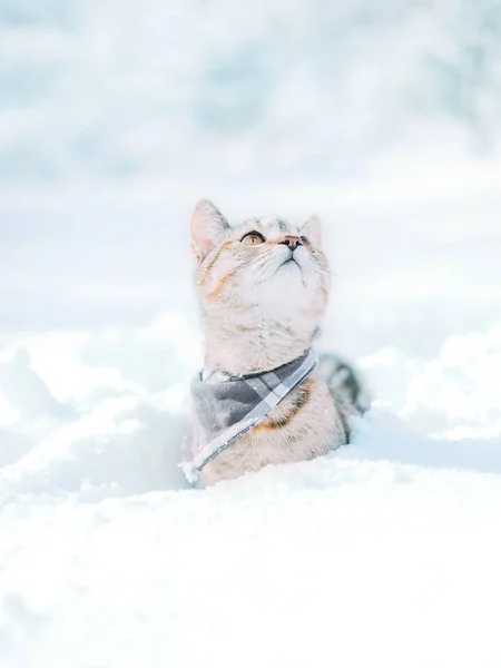 Gato vermelho bonito sentado no snowdrift no inverno e olhando para cima . — Fotografia de Stock