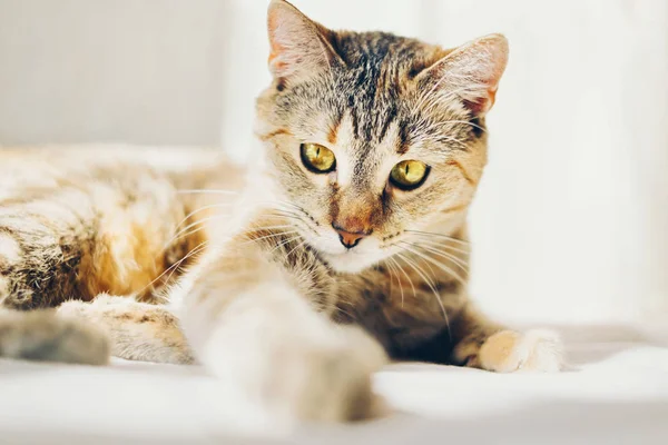 Tabby red cat lying on sofa. — Stock Photo, Image