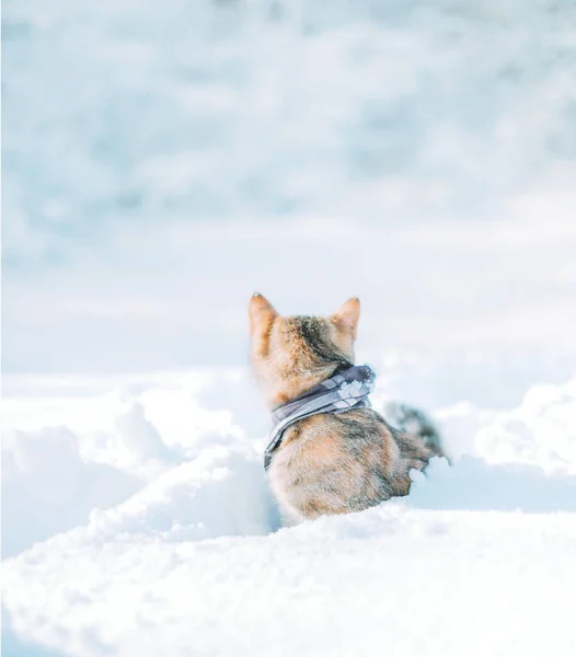 Explorer gatto seduto in un cumulo di neve e guardando indietro in inverno f — Foto Stock