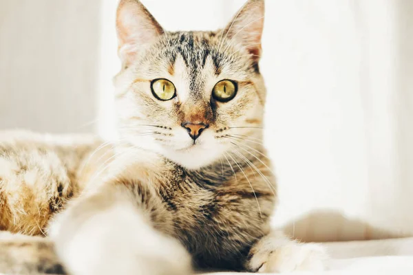 Gato serio acostado en el sofá y mirando fijamente a la cámara . — Foto de Stock