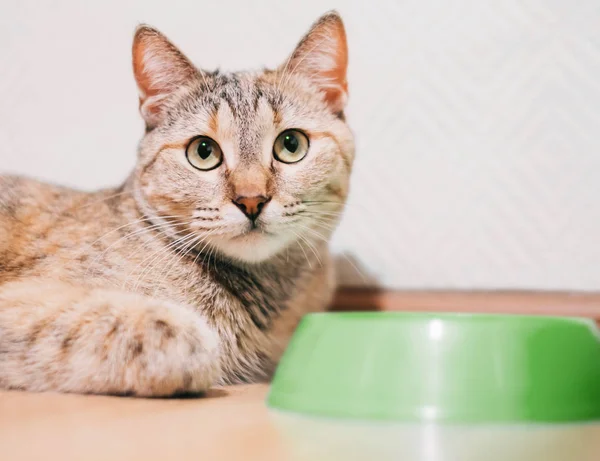 Hungrige rote Katze liegt in der Nähe einer leeren Schüssel. — Stockfoto