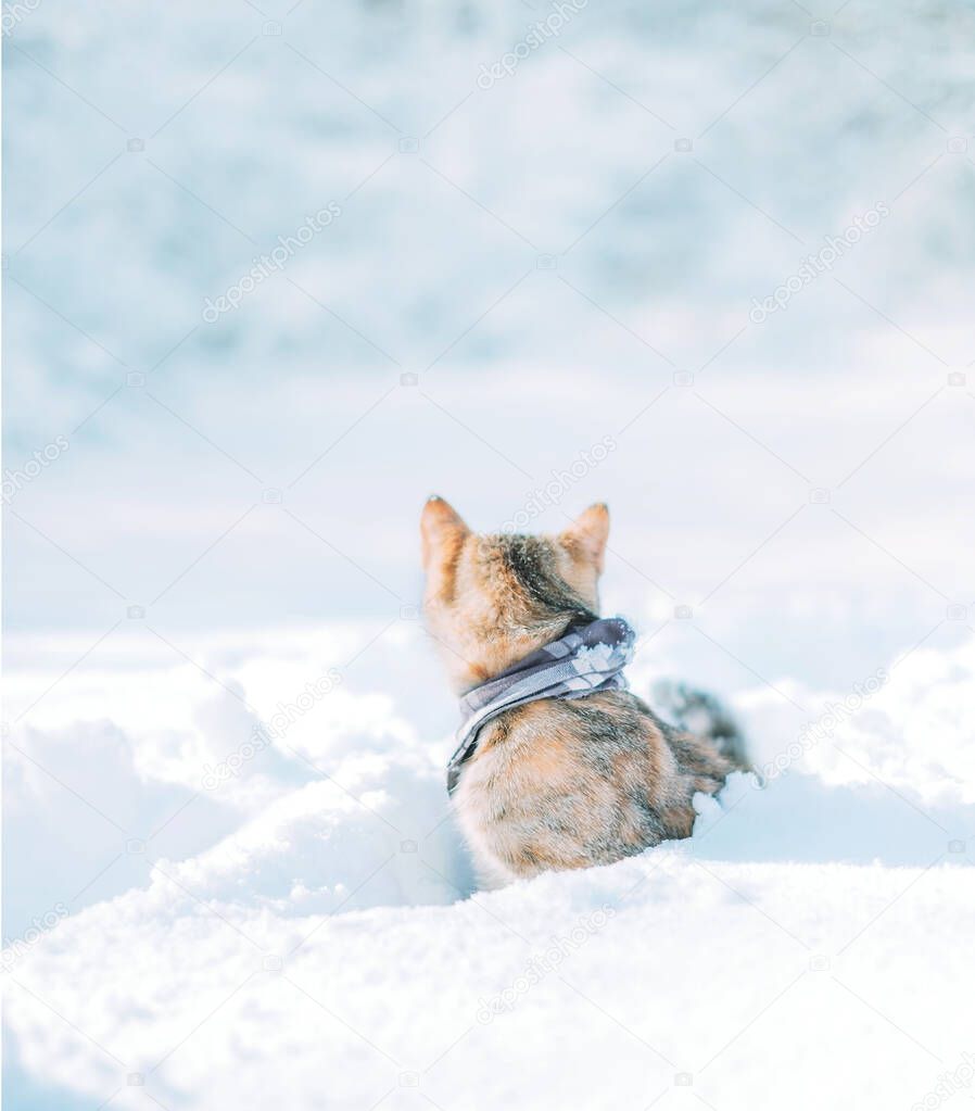 Explorer cat sitting in a snowdrift and looking back at winter f