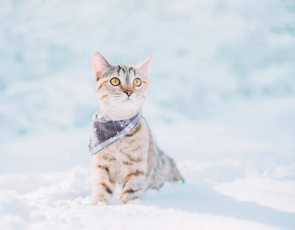 Gestromte rote Katze sitzt im Winter im Schneewehen. — Stockfoto