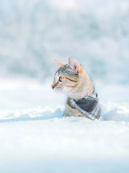 Gato de gengibre bonito vestindo em bandana andando em snowdrift em winte — Fotografia de Stock