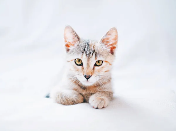 Gember kitten liggend op bank en staren naar camera. — Stockfoto