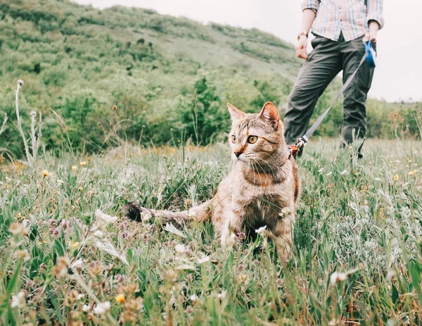 Kvinna promenader med nyfiken röd katt i koppel på naturen. — Stockfoto