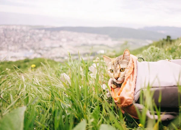 Кошка-путешественница сидит в рюкзаке на летнем лугу . — стоковое фото