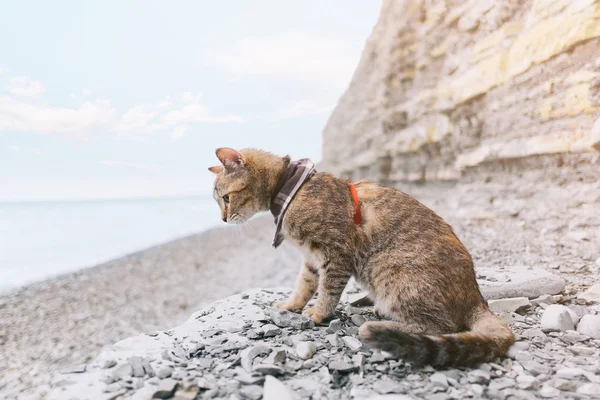 Traveler cat walking on coast by the sea. — Stock Photo, Image