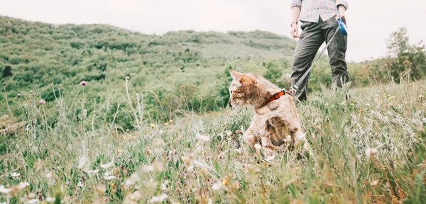 Menina andando com pouco explorador gato em uma trela na natureza . — Fotografia de Stock