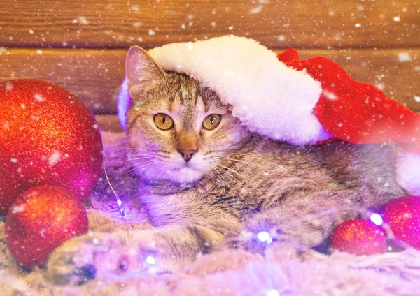 Cute cat in Santa hat lying near Christmas red balls, looking at — Stock Photo, Image