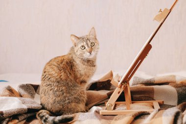 Evcil kızıl kedi evde sehpanın yanında oturuyor..