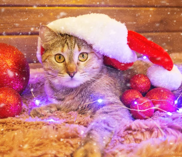 Noel Baba şapkalı kedi kırmızı topların yanında yatıyor.. — Stok fotoğraf