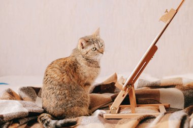 Tuvaldeki resme bakan sevimli kedi yavrusu..