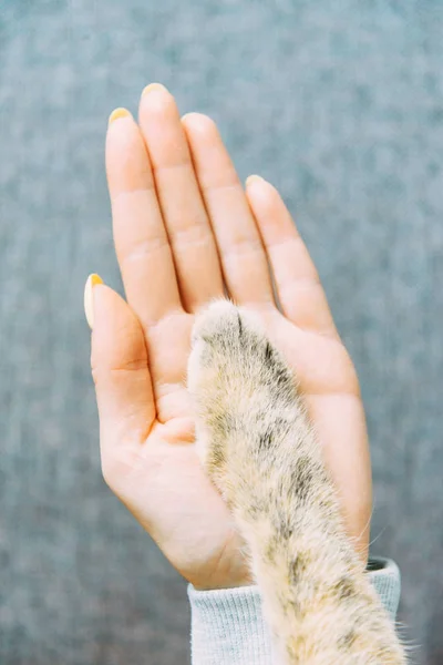 Gember kat poot op de menselijke hand. — Stockfoto
