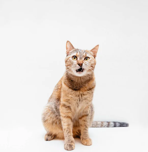 Tabby gatto rosso miagolando su uno sfondo bianco . — Foto Stock