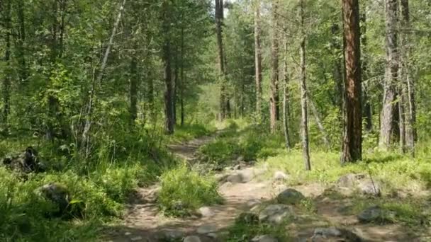 sentier forestier dans la forêt de conifères. vert forêt avec herbe et mousse. 4k personne 