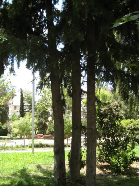 都市公園で一緒に 3 つの木 — ストック写真