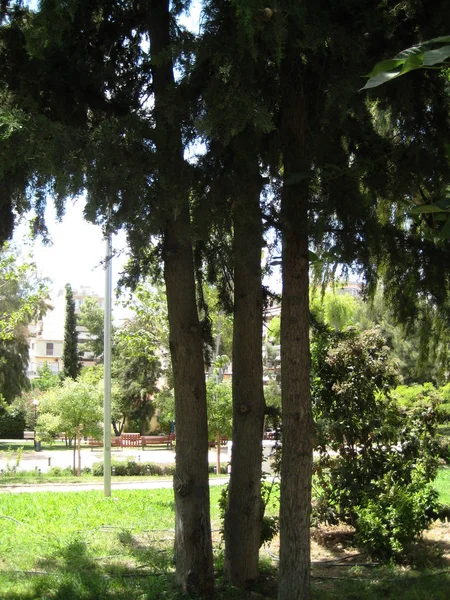 Üç ağaçlarda birlikte bir kent Parkı