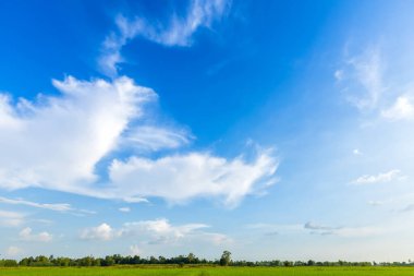 Güzel yeşil mısır tarlası. Kara havası. Parlak mavi.