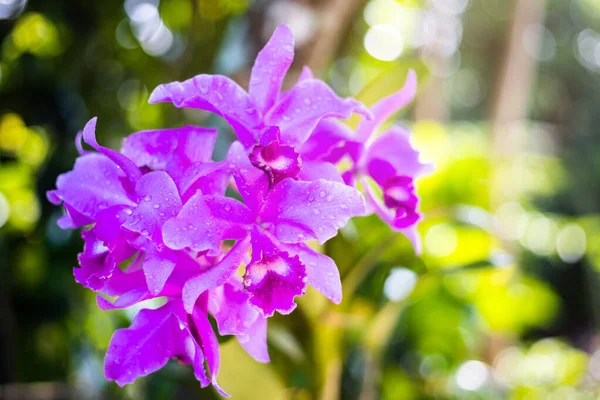 緑の庭の美しいピンクの蘭の花朝の太陽と — ストック写真